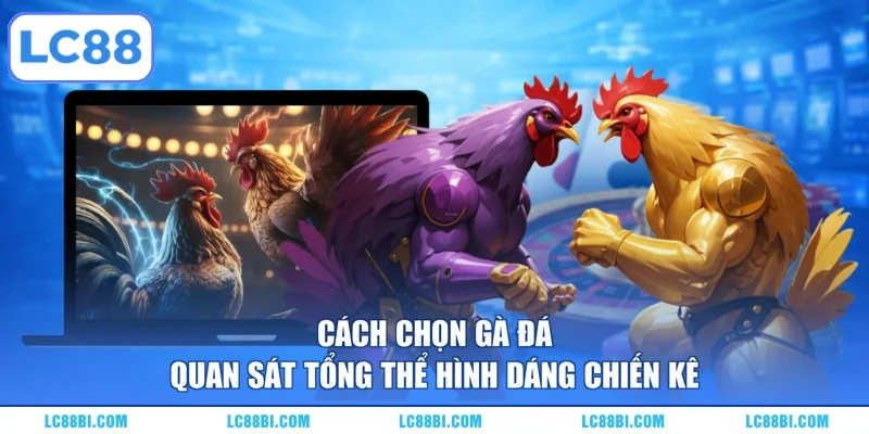 Cách chọn gà đá quan sát tổng thể hình dáng chiến kê