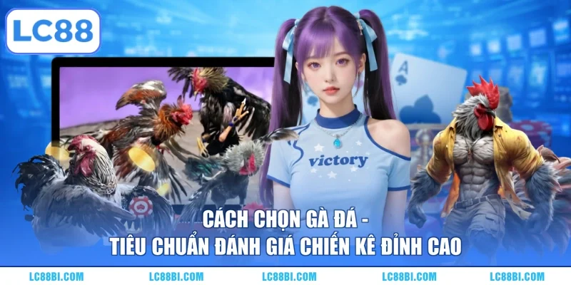 Cách Chọn Gà Đá – Tiêu Chuẩn Đánh Giá Chiến Kê Đỉnh Cao