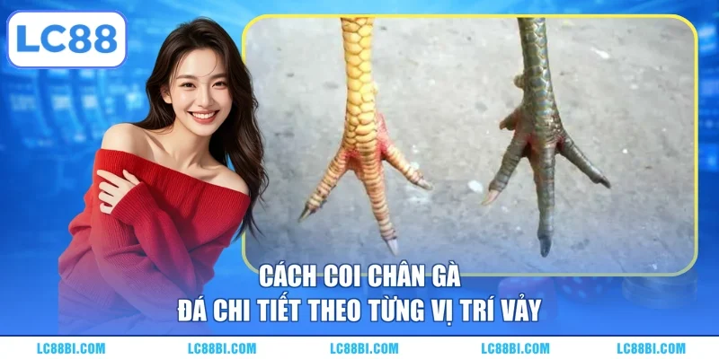 Cách coi chân gà đá chi tiết theo từng vị trí vảy