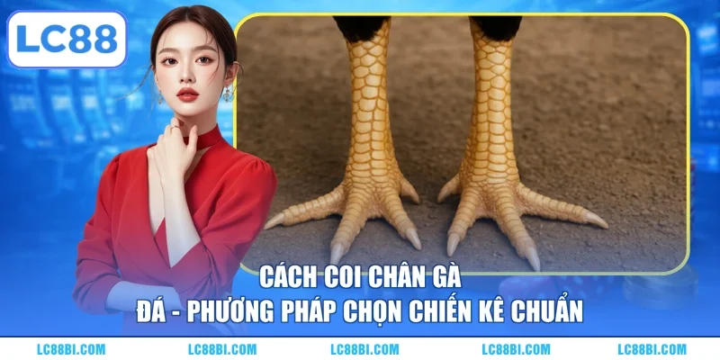 Cách Coi Chân Gà Đá – Phương Pháp Chọn Chiến Kê Chuẩn