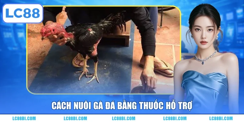 Cách nuôi gà đá bằng thuốc hỗ trợ