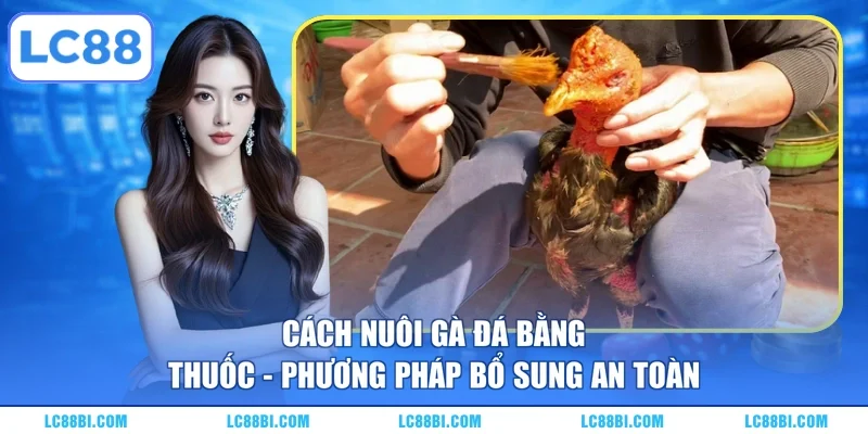 Cách Nuôi Gà Đá Bằng Thuốc – Phương Pháp Bổ Sung An Toàn