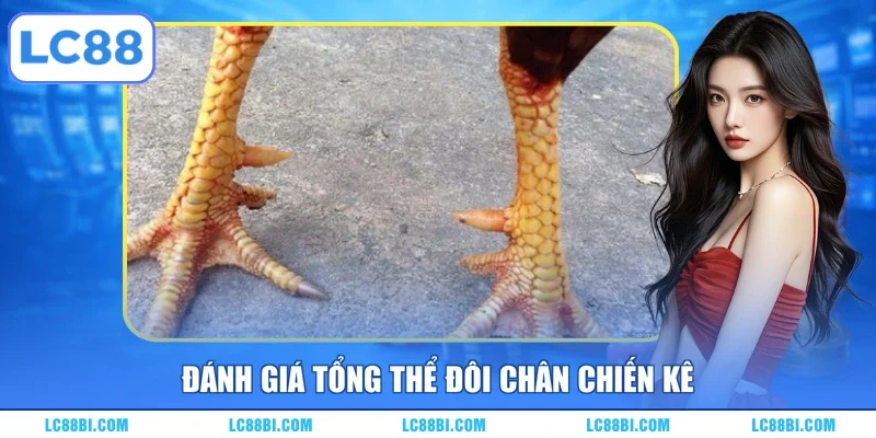 Đánh giá tổng thể đôi chân chiến kê