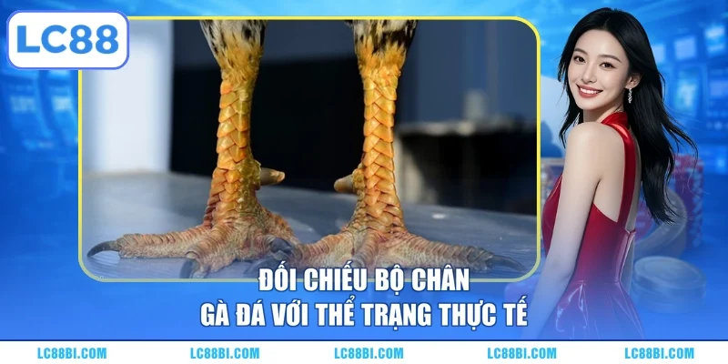 Đối chiếu bộ chân gà đá với thể trạng thực tế