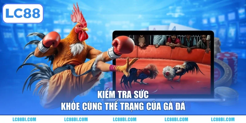 Kiểm tra sức khỏe cùng thể trạng của gà đá