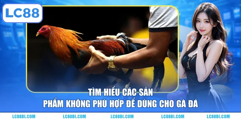 Tìm hiểu các sản phẩm không phù hợp để dùng cho gà đá